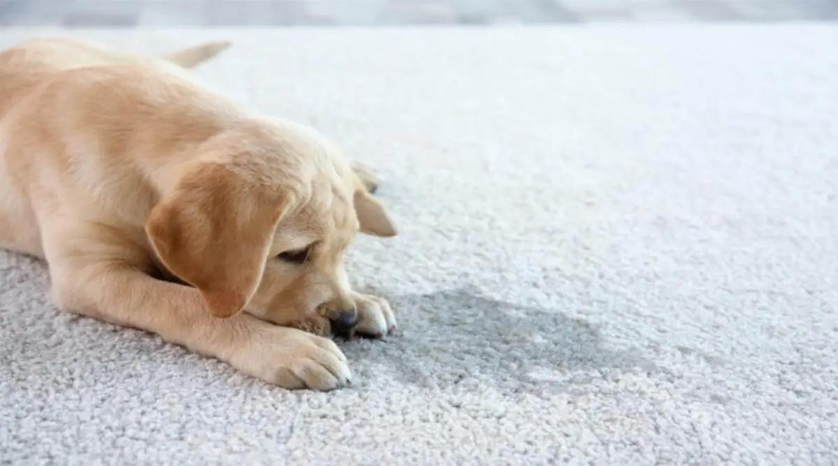 dog and urine stain on carpet and sofa